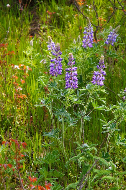 wildflowers2